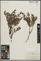 Foto von Salix arbuscula L.